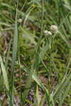 Yuccaleaf eryngo <BR>Northern rattlesnake master